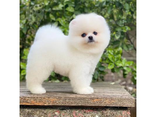 Pomeranian Puppies